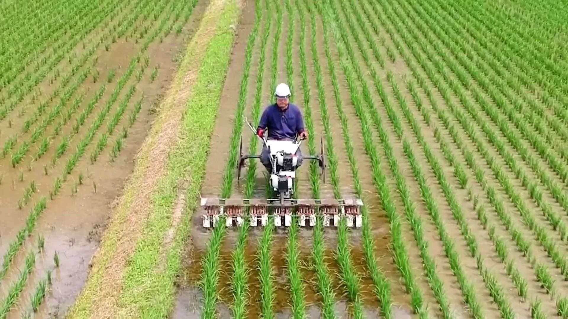 日本水稻田除草机