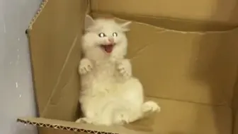 业主又约我们去他们小区绑架小奶猫，这窝没找到，顺手绑架了另外一窝，贼不走空嘛