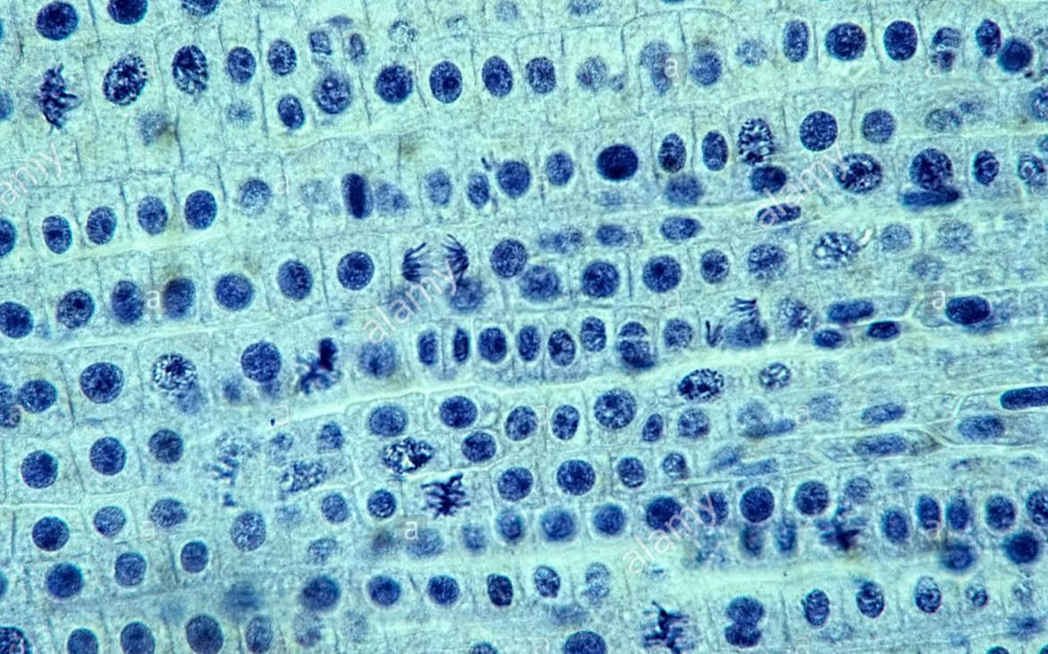 洋葱根尖分生区有丝分裂显微镜观察
