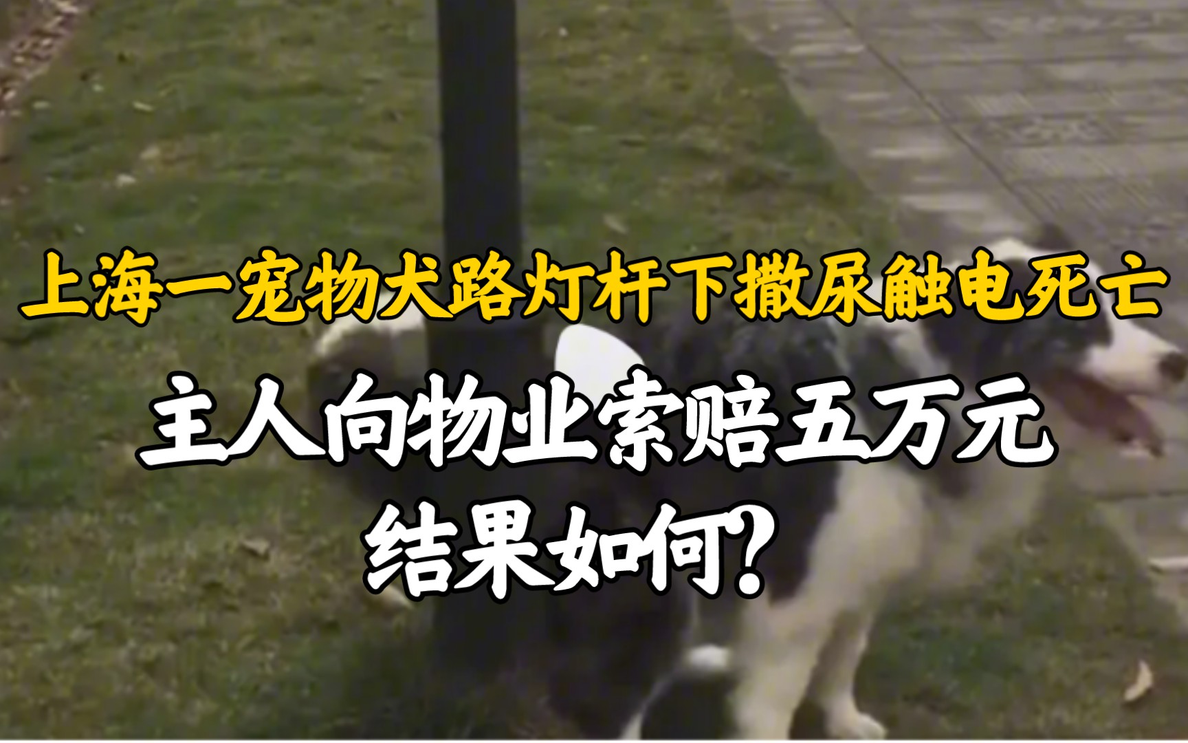 上海一宠物犬路灯杆下撒尿触电死亡,主人索赔五万元,结果如何?哔哩哔哩bilibili