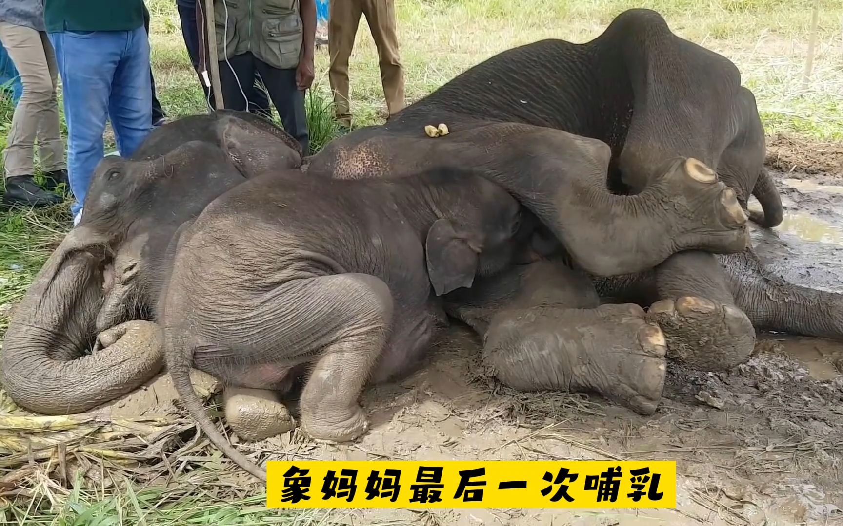 [图]永不消逝的母爱：象妈妈垂危之际，仍努力让小象吃完最后的一口奶