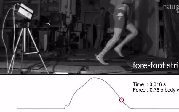 关于赤脚跑步的一项研究——哈佛教授Daniel Lieberman赤足跑原理哔哩哔哩bilibili