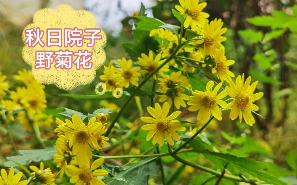 [图]秋日院子里开了一片野菊花～