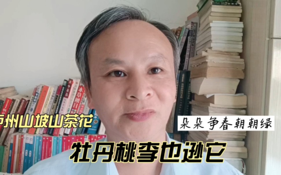 [图]泸州山坡山茶花 朵朵争春朝朝绿牡丹桃李也逊它