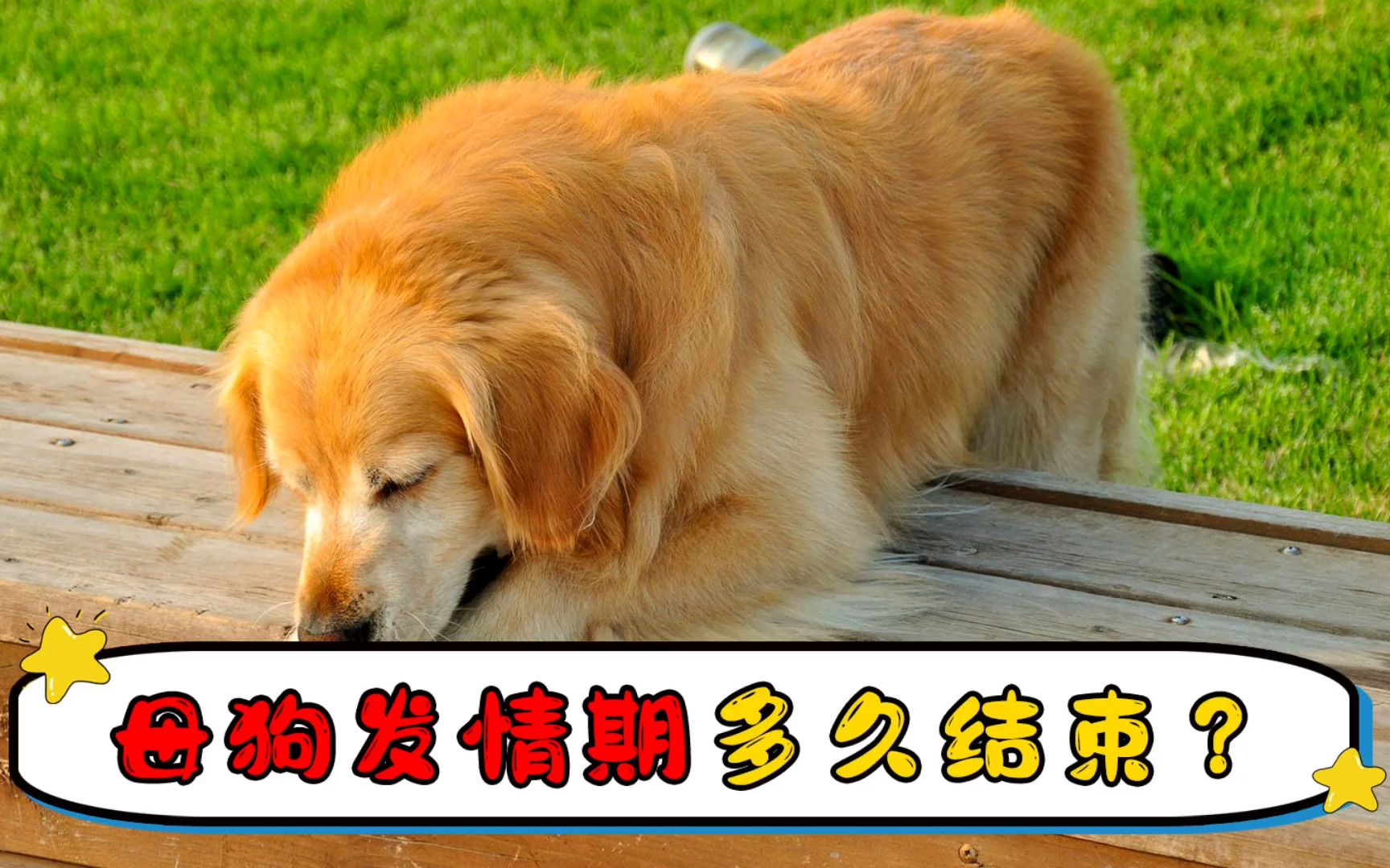 母狗发情期多久结束哔哩哔哩bilibili