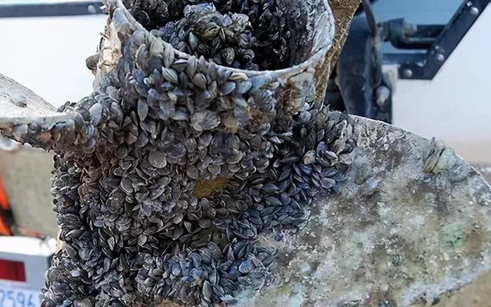 藤壶的危害有多恐怖,看看海龟和鲸鱼有多痛苦,清理过程极度舒适