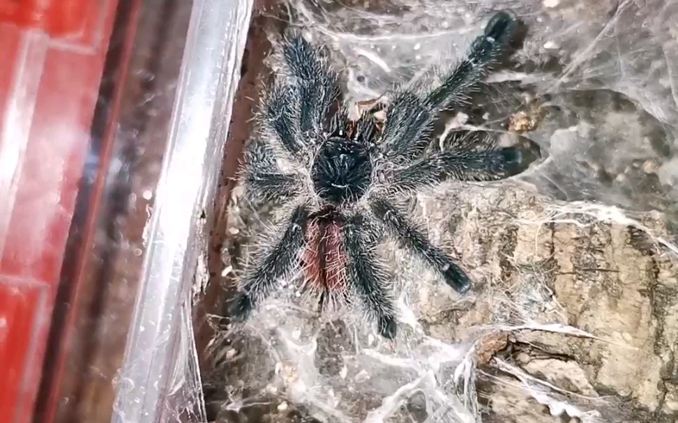 【亚马逊粉趾玛瑙斯种】捕鸟蛛喂食视频