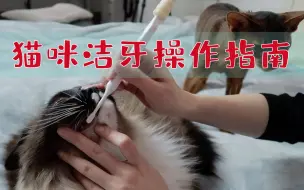 下载视频: 【养猫必看】史上最全猫咪洁牙用品心得分享（内附保姆级刷牙教程）