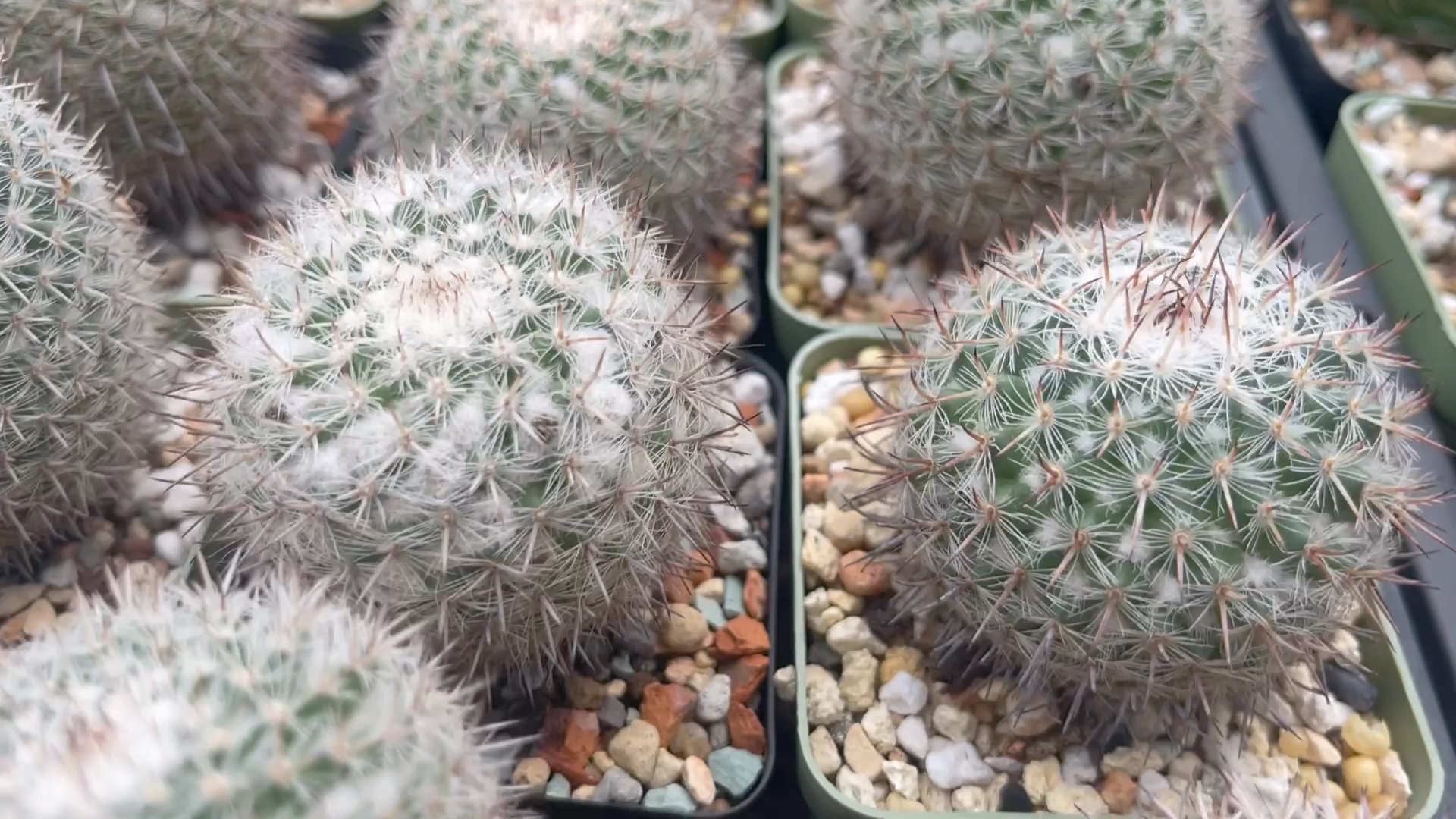 (每期一种园艺植物)仙人球,乳突球属,Mammillaria albat.有把它归类于白玉兔,但其实是区别于白玉兔,跟短刺白王丸有点类似.花色为深的玫红色....