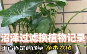 Download Video: 沼泽过滤不建议用绿萝，中看不中用，净水推荐铜钱草，种法很简单