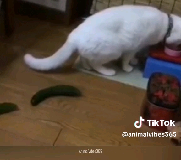 [图]爱猫tv之无双♂大黄瓜