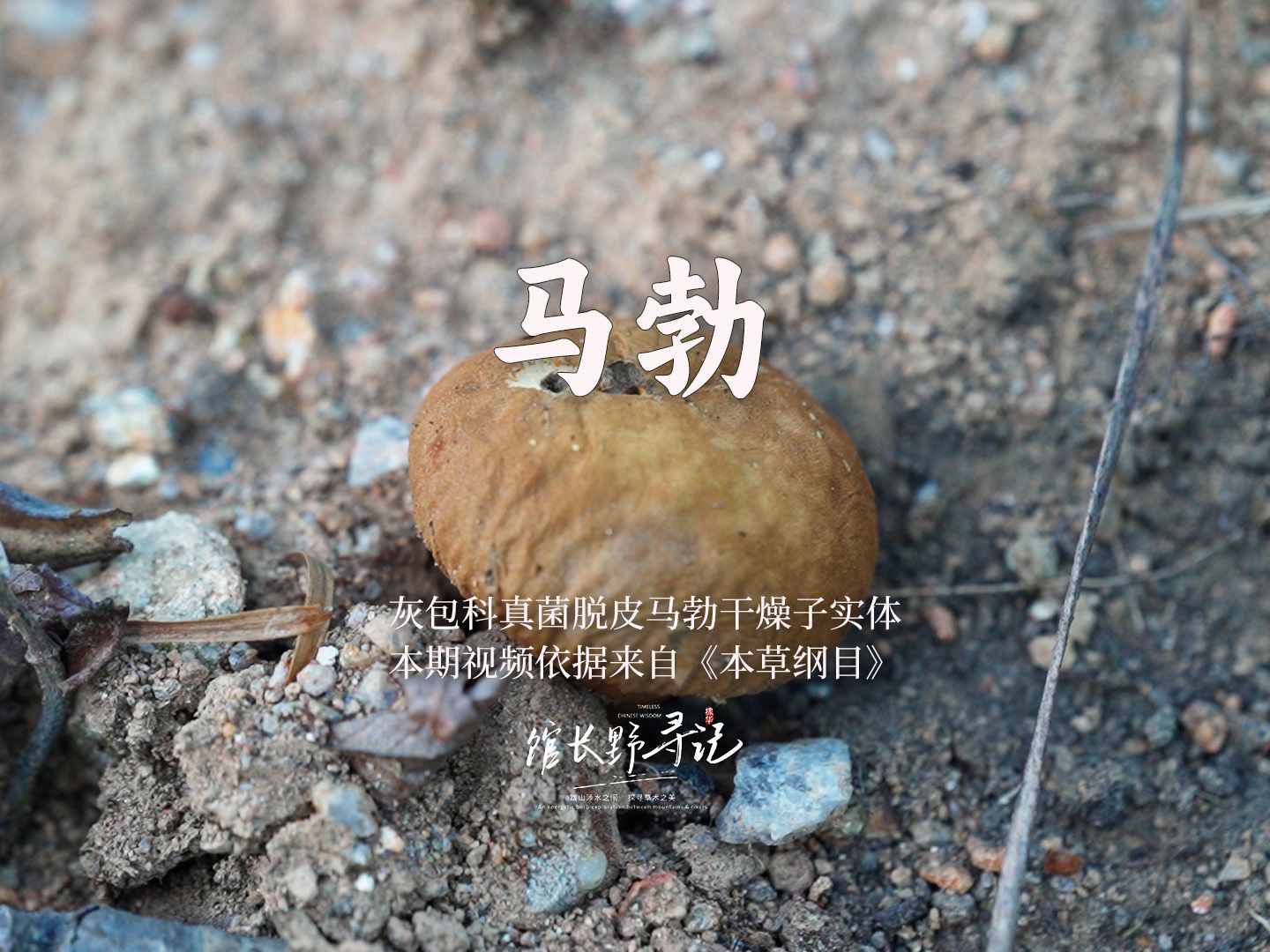 【马勃】为灰包科真菌脱皮马勃,大马勃或紫色马勃的干燥子实体 你们小