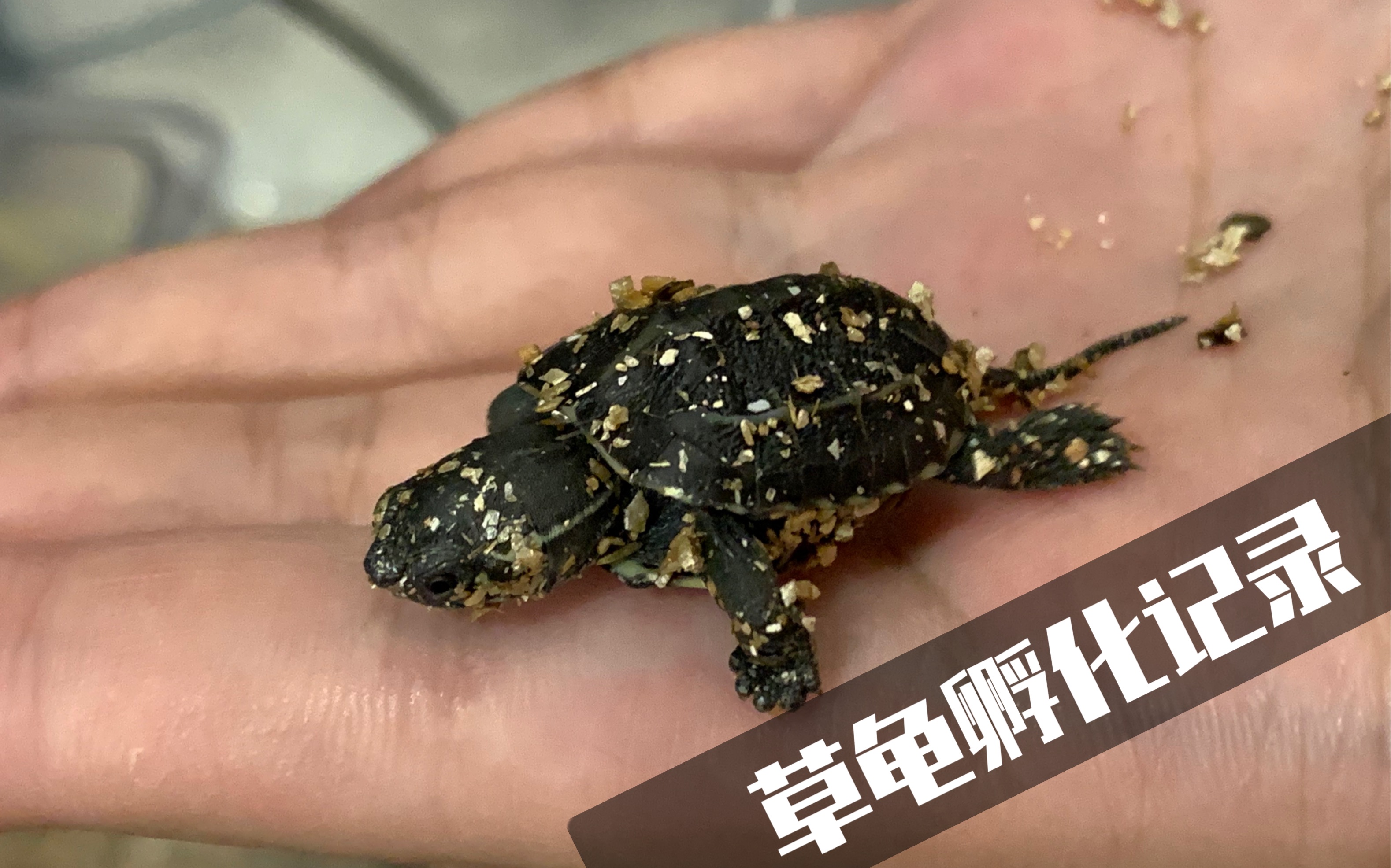 草龟 孵化全记录. 看着幼龟破壳真的是人生一大乐事.