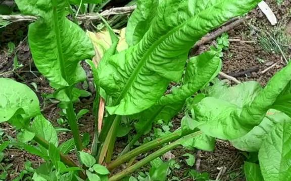 土大黄又名羊蹄根、野菠菜哔哩哔哩bilibili