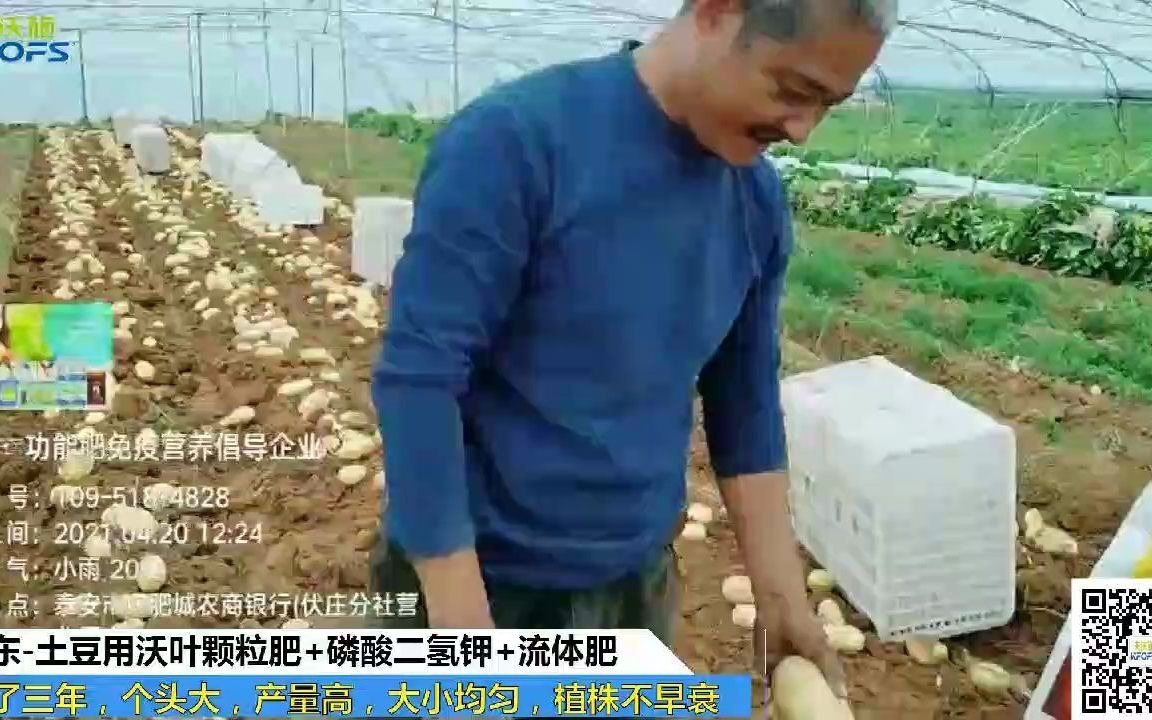 进口水溶肥2021年4月山东蔬菜用夫沃施沃叶水溶肥,效果视频合集1哔哩哔哩bilibili