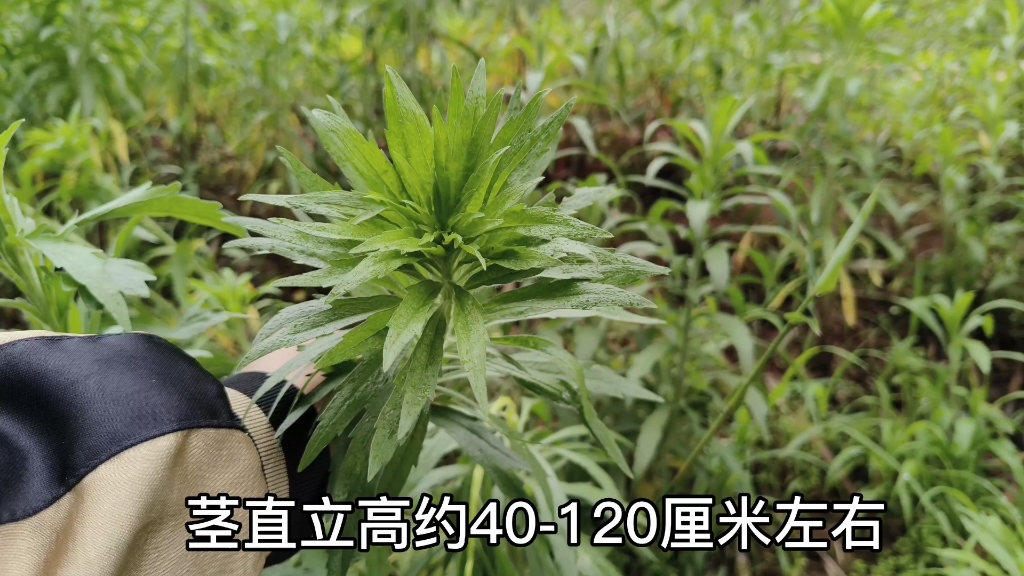 农村常见的“小蓬草”,懂的人用它煮水,可惜很多人都不知道哔哩哔哩bilibili