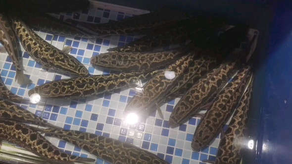 黑鱼15块一斤,是便宜还是贵?