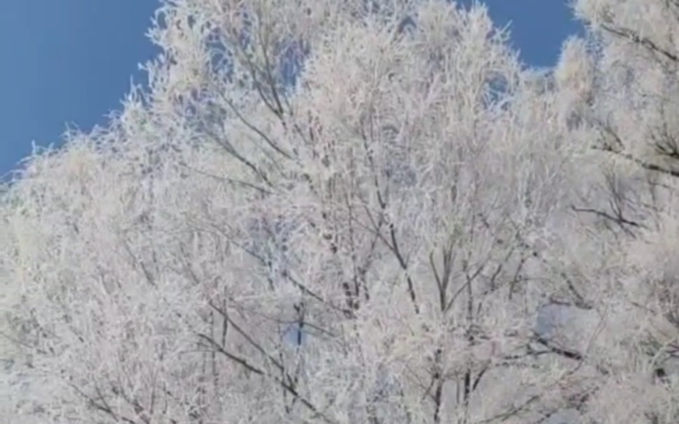 大东北漂亮的雪景,除了冷点没毛病哔哩哔哩bilibili