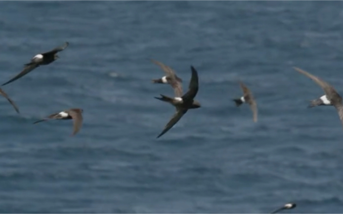 [图]白腰雨燕迎风飞翔 pacific swifts soaring at ease