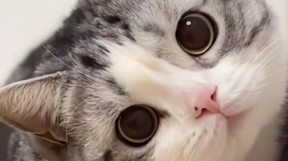 好奇的可爱猫咪