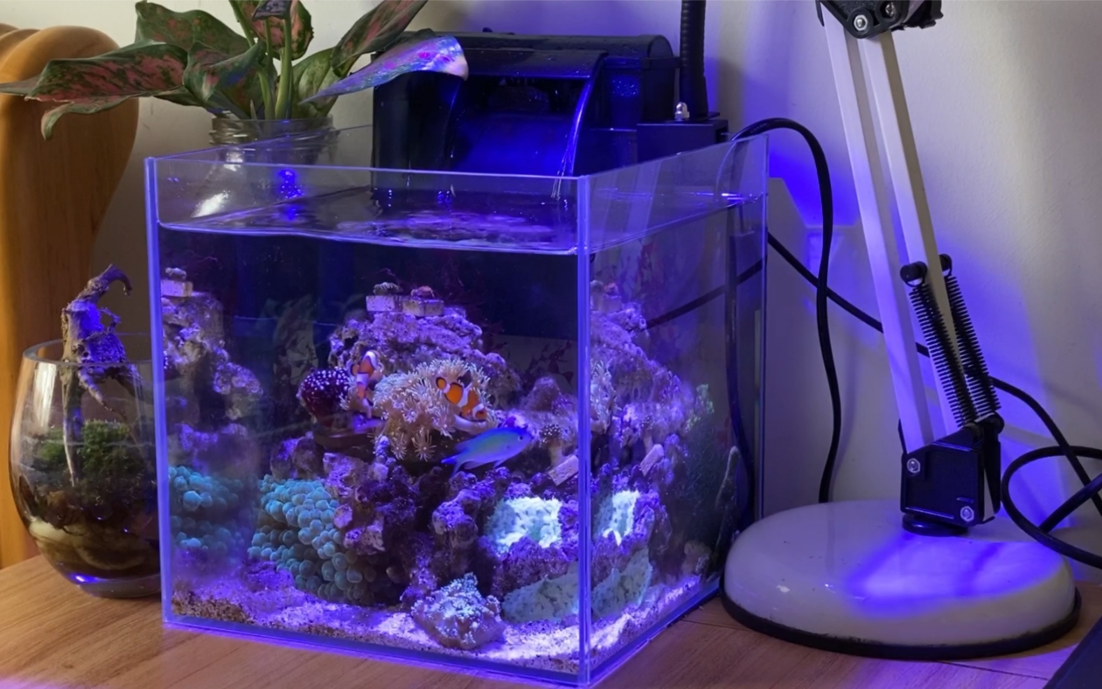 [图]【海缸】换了灯之后的小海缸，简直太好看了，我自己都惊呆了，小丑鱼尼莫 珊瑚平民缸的日常