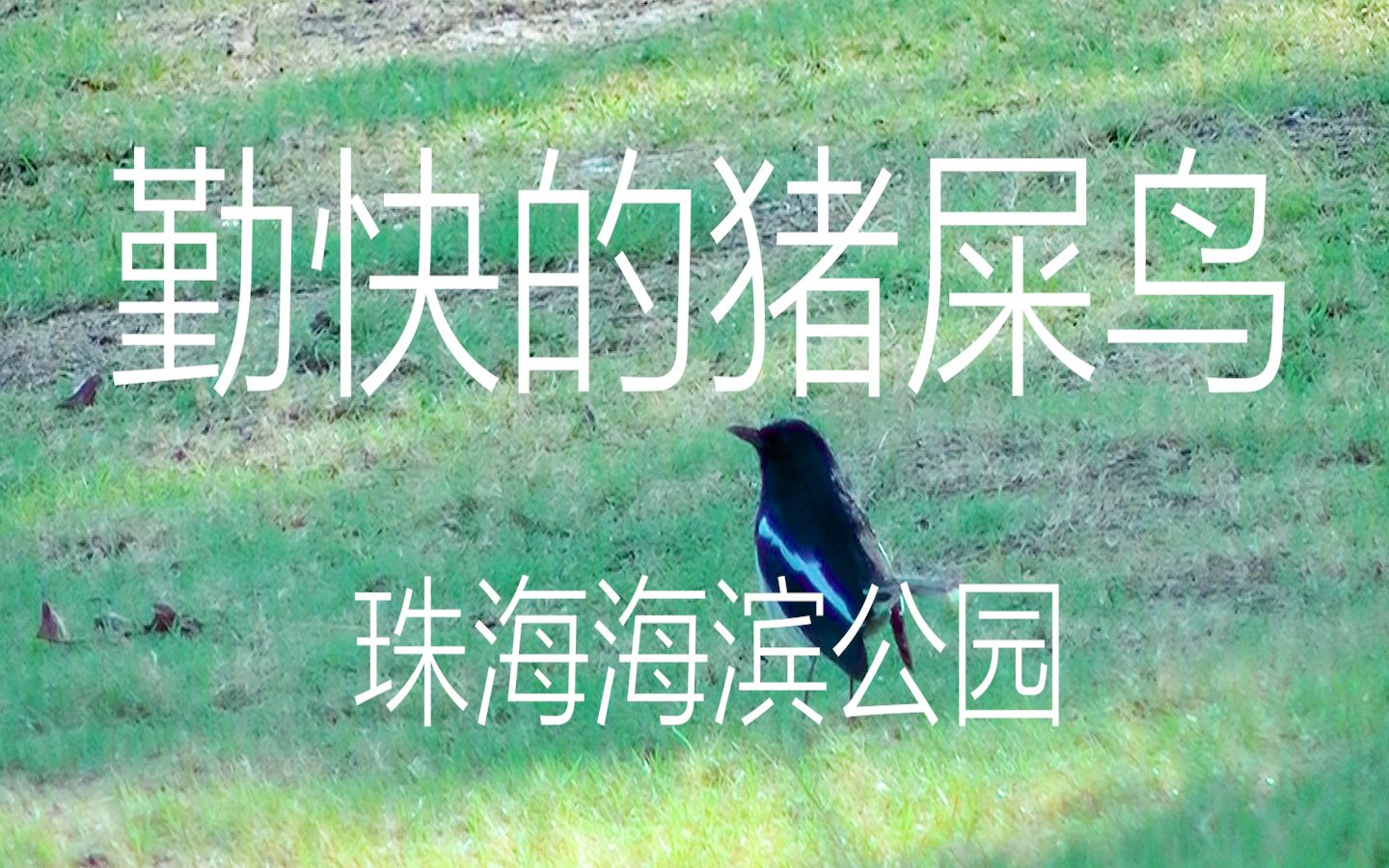 勤快的猪屎鸟惊现珠海海滨公园