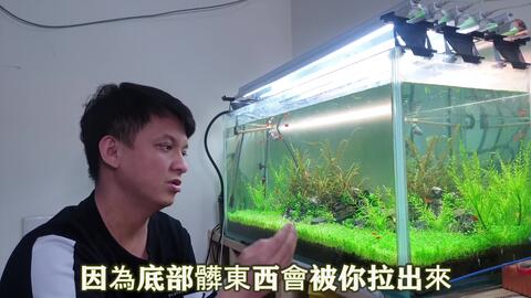 誰說種水草一定要放肥料跟打二氧化碳有辦法通通不用 哔哩哔哩 Bilibili