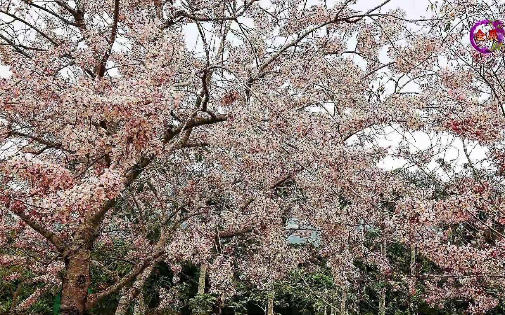 2021.04台东鹿鸣酒店「平地樱花」花旗木花季!哔哩哔哩bilibili