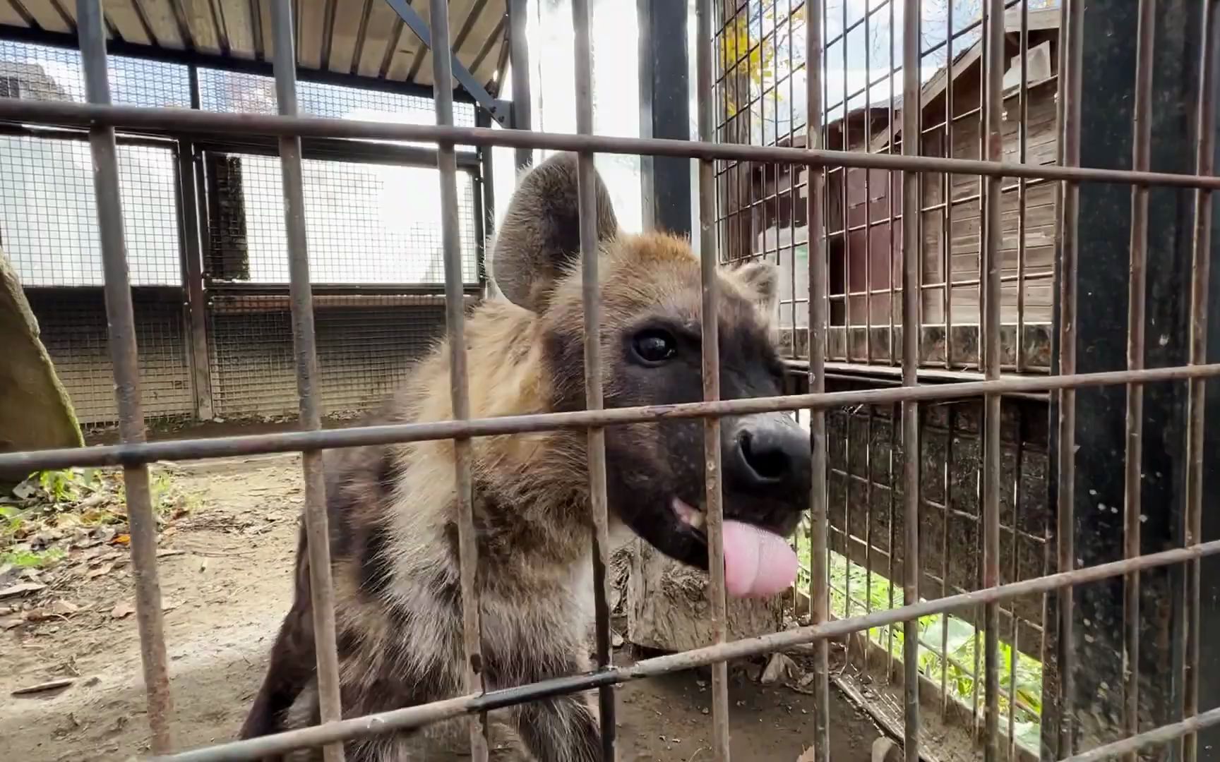 被饲养员投食变得很激动的鬣狗