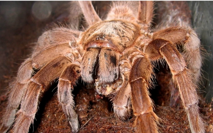 芝麻实拍巨型捕鸟蛛的交配公蛛燃烧生命的最后20分钟