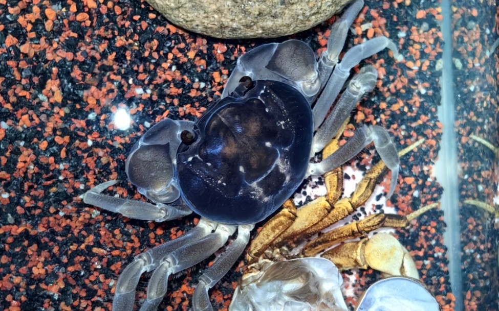 天蓝图氏蟹蜕壳记录