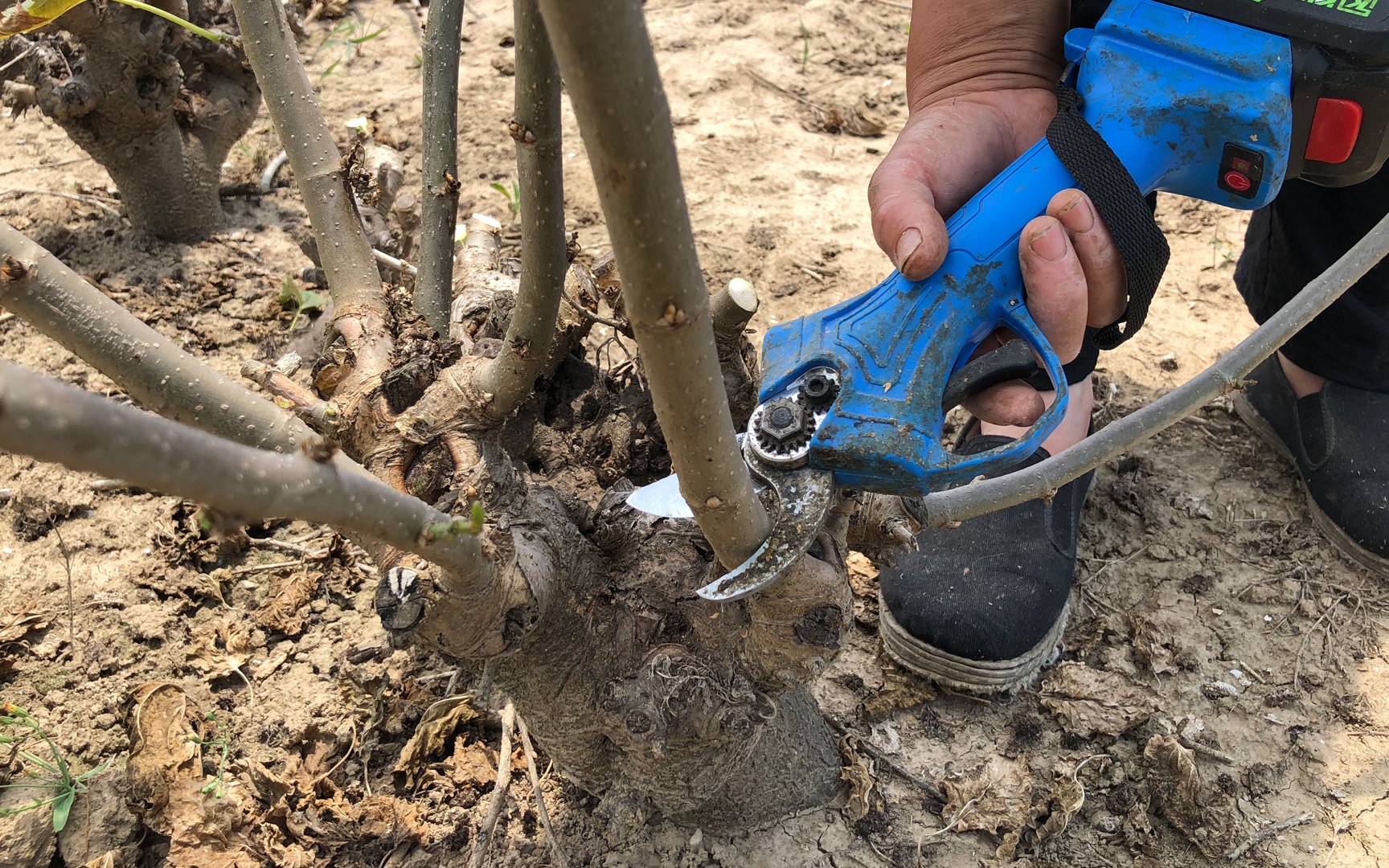 桑树枝条的作用与功效(桑树枝条的功效与作用详解,助您健康生活)
