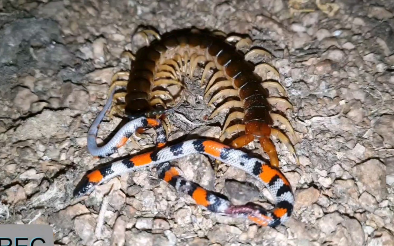 蜈蚣吃蛇,直接把蛇咬的稀巴烂