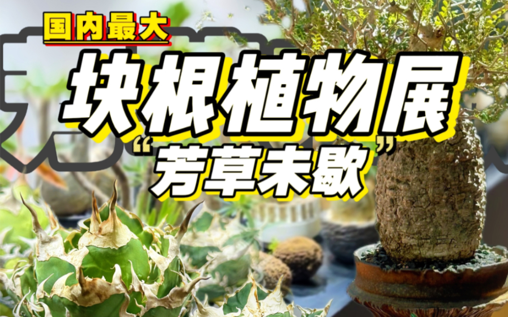 [图]全国最大块根植物展！【芳草未歇】