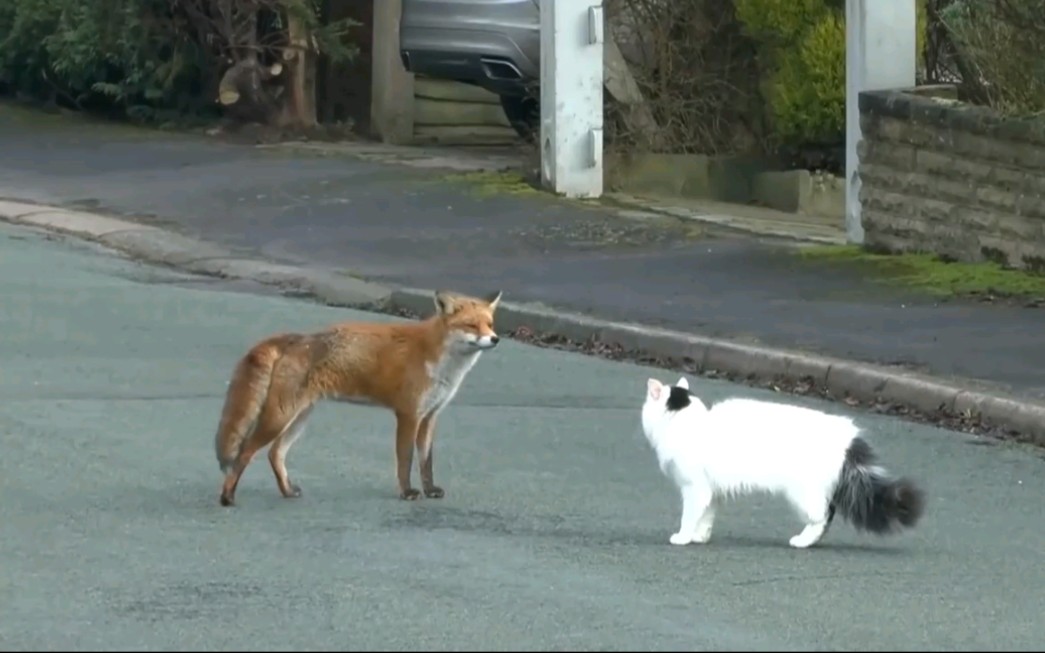 [图]狐狸和猫咪相遇后会发生什么？