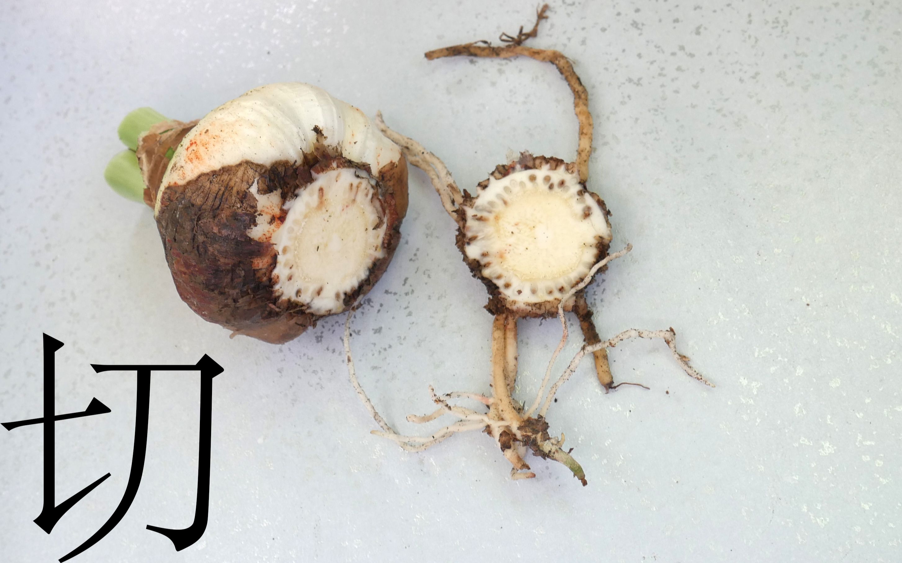 [163]朱顶红换盆发现根烂了 给我切根的机会