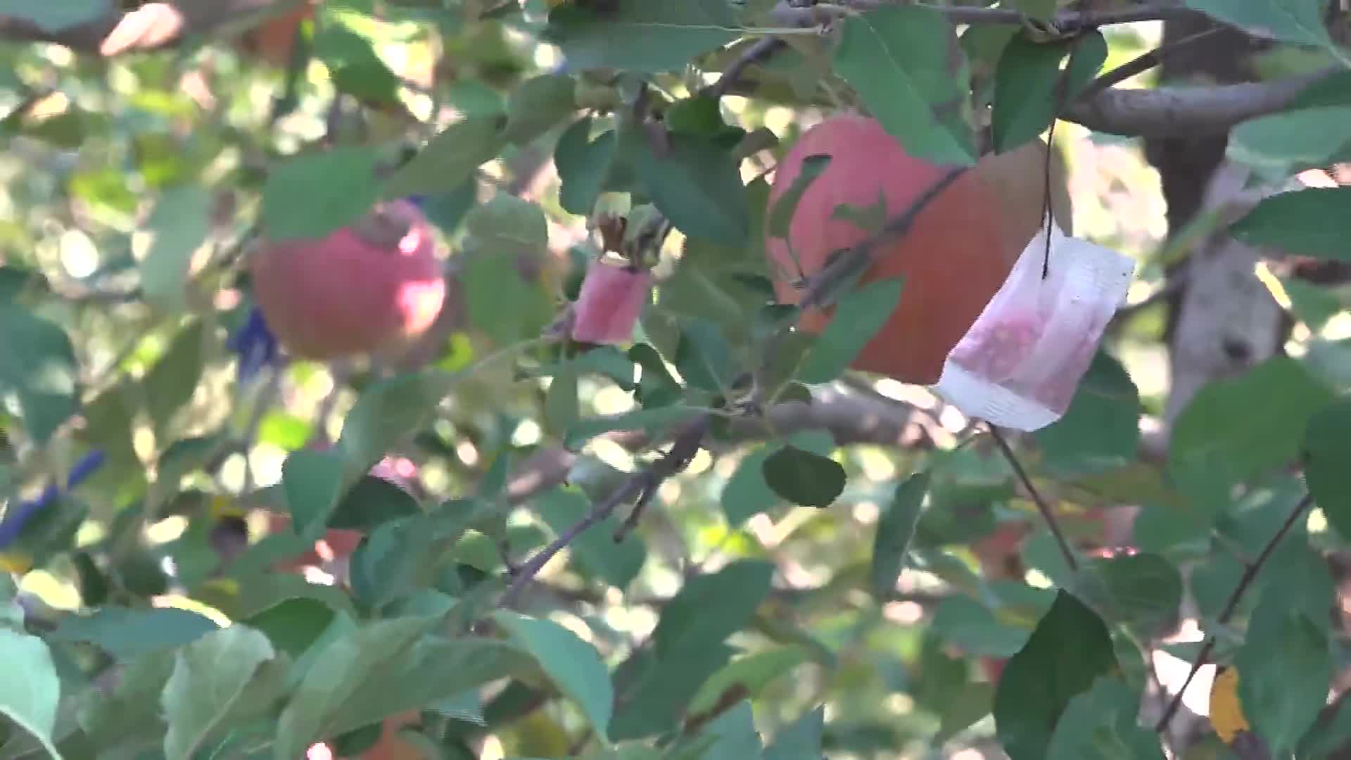 烟台莱州市:“免套袋”苹果喜获丰收 开创省力化栽培新模式哔哩哔哩bilibili