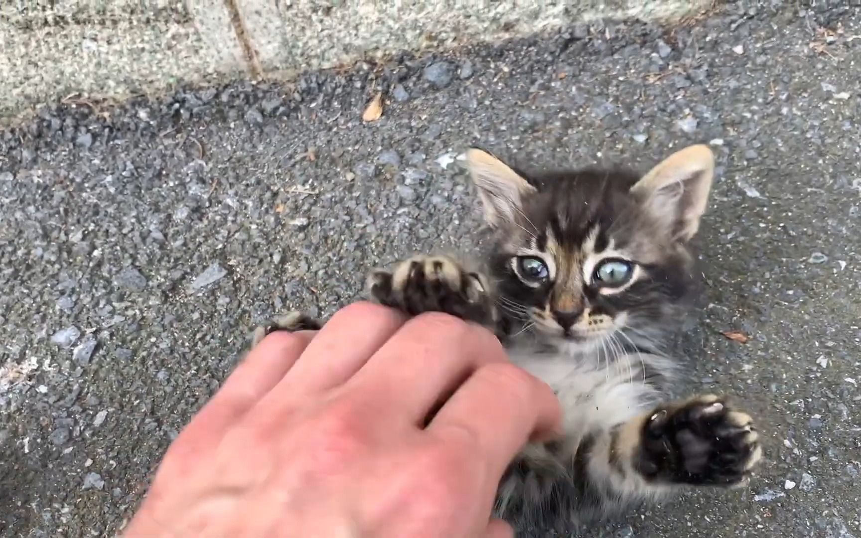 cute kitten wants me to scratch her belly