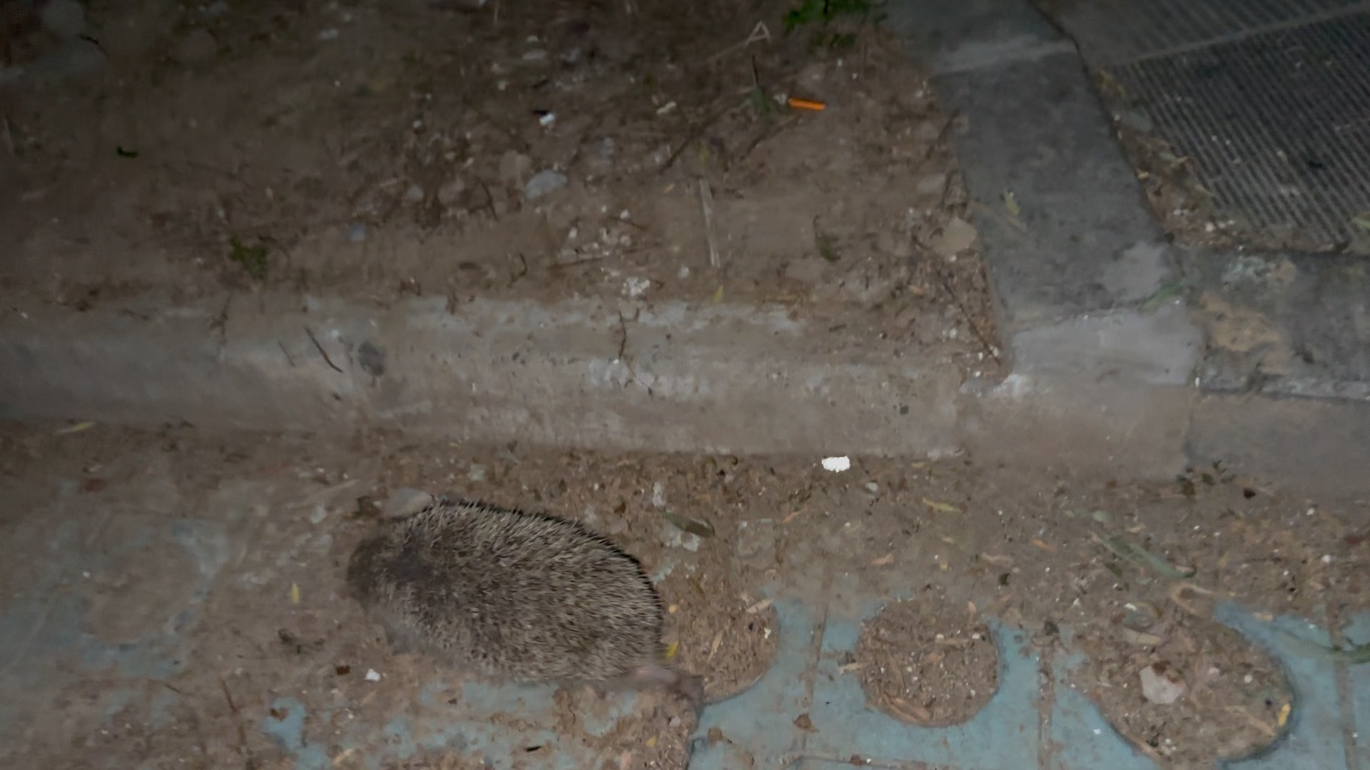 野生小刺猬～"灭尽龙 幼崽"