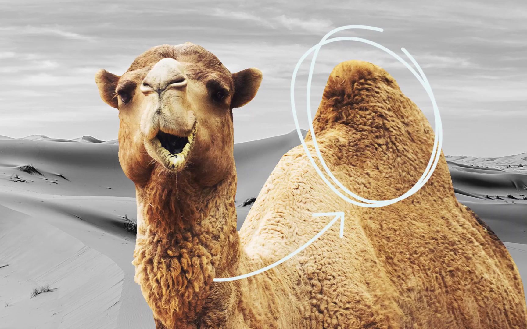 骆驼驼峰存了些啥子