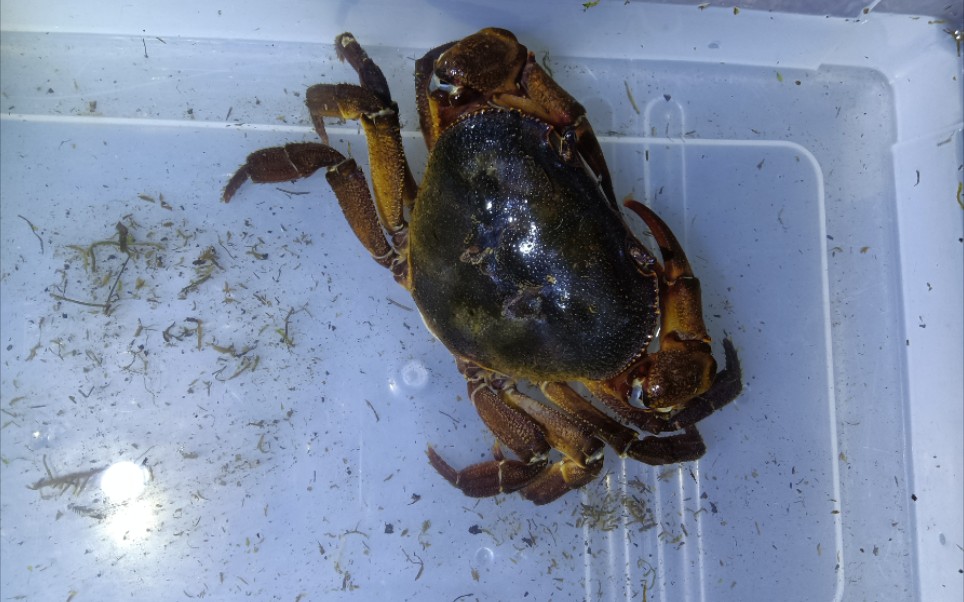 6.8的尖叶龙溪蟹开箱