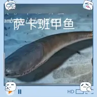 Descargar video: 阿兰达鱼和萨卡班甲鱼