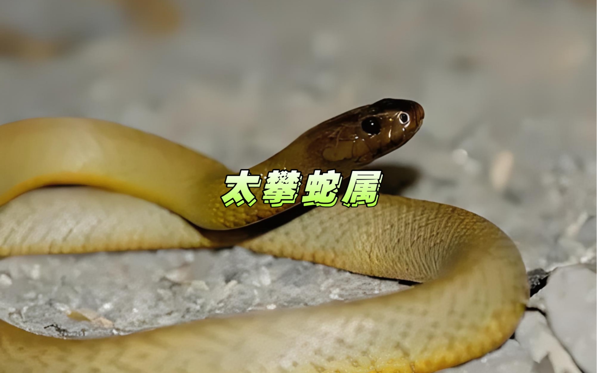 世界上最毒的蛇类家族:太攀蛇属