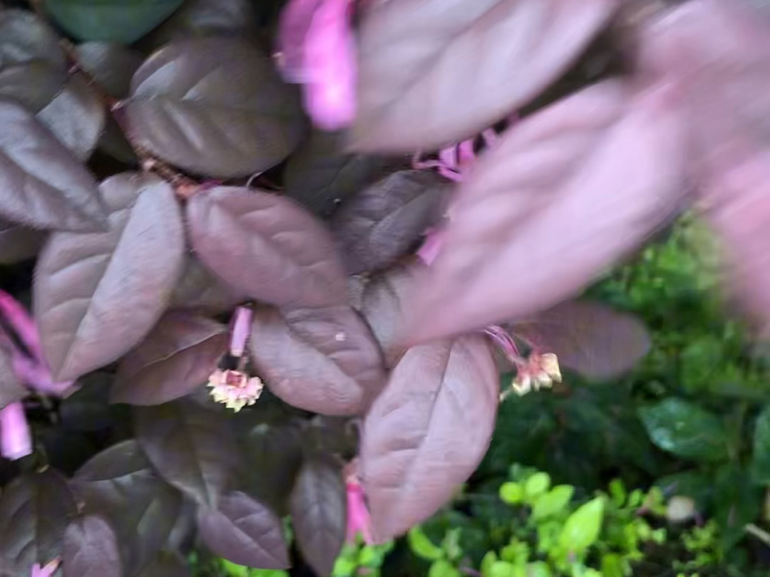 今天介绍的是红花檵木,大家小时候有没有用它来染过指甲