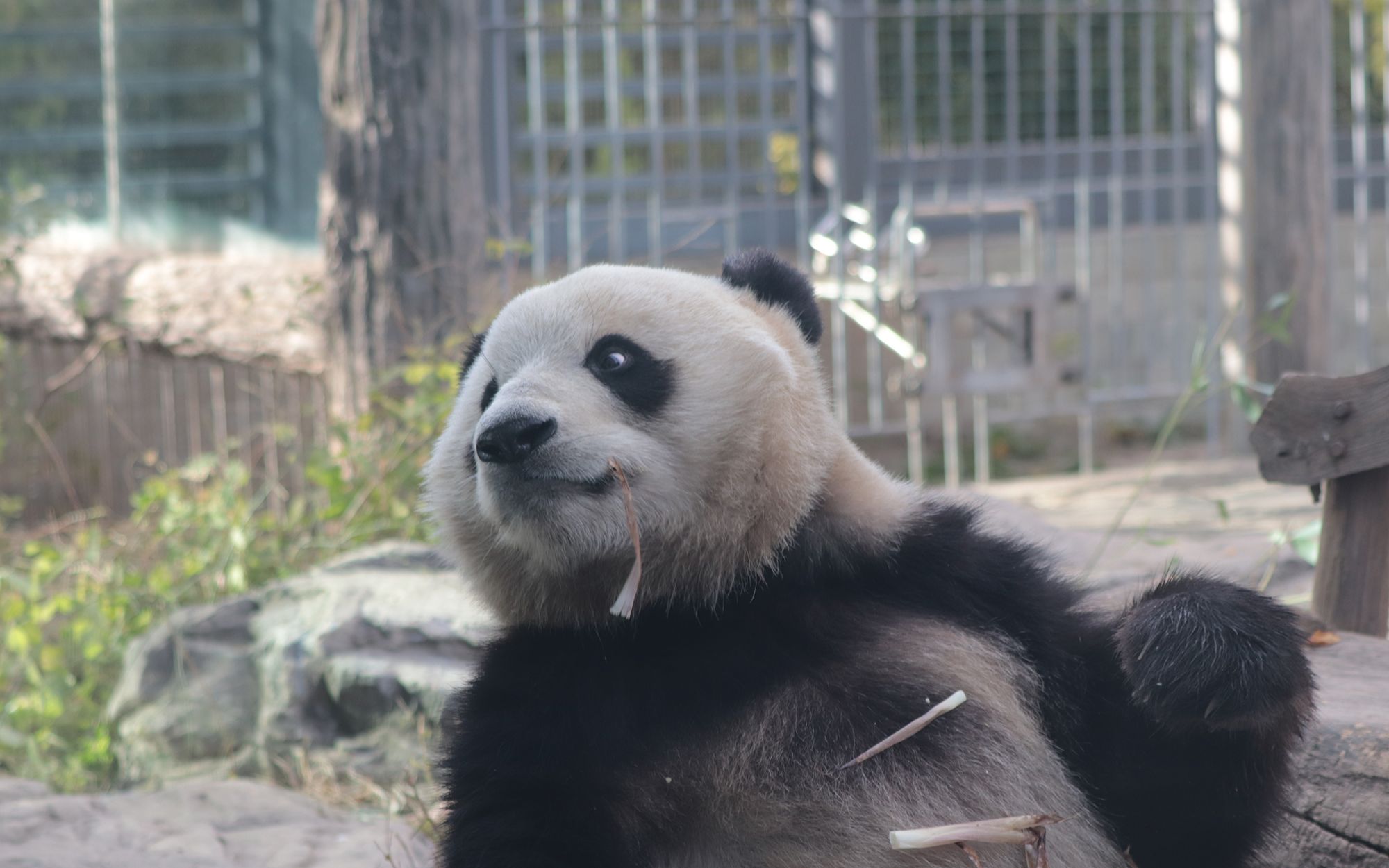 大熊猫胖大海吃笋笋的样子就是乖