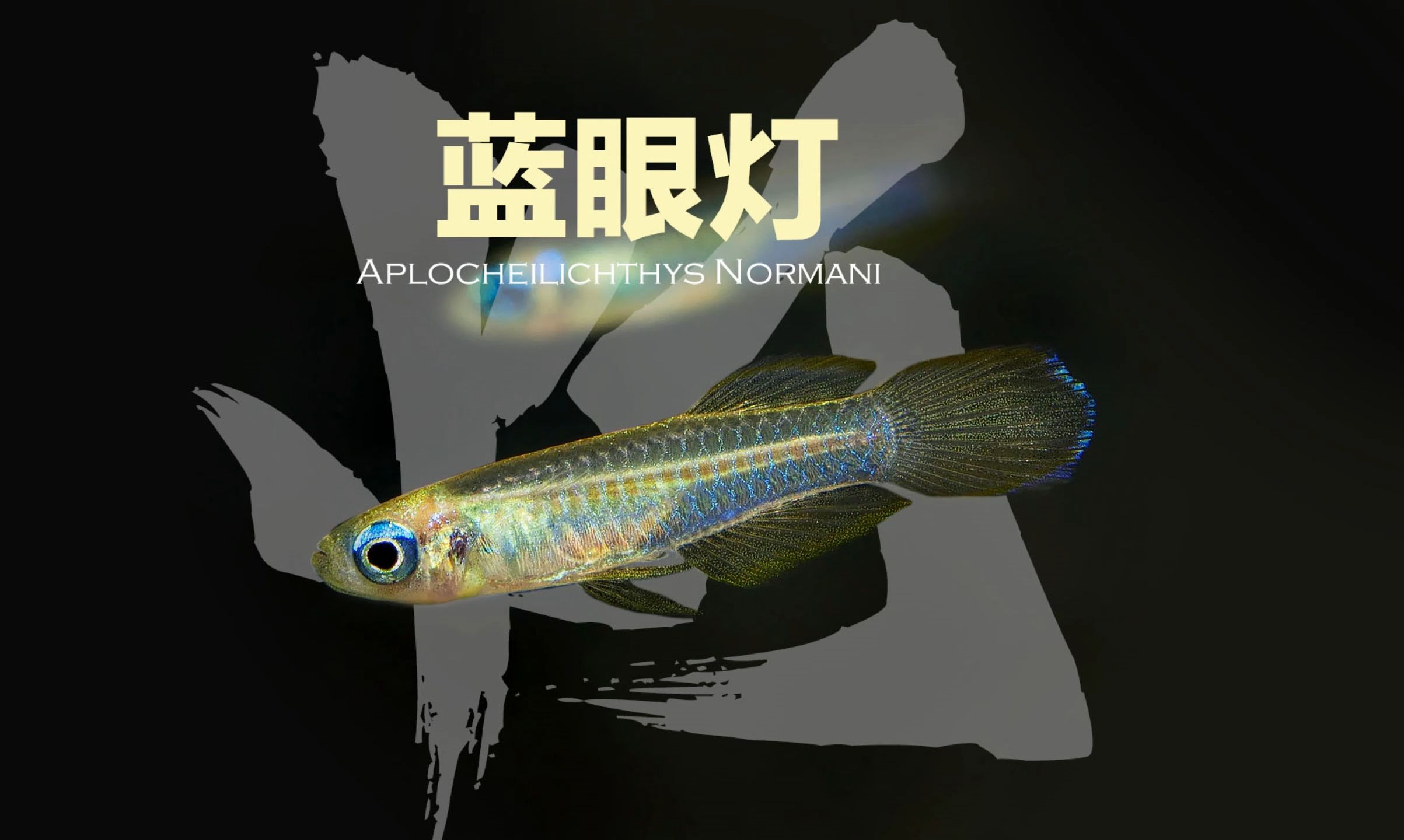 蓝眼灯Aplocheilichthys Normani哔哩哔哩bilibili