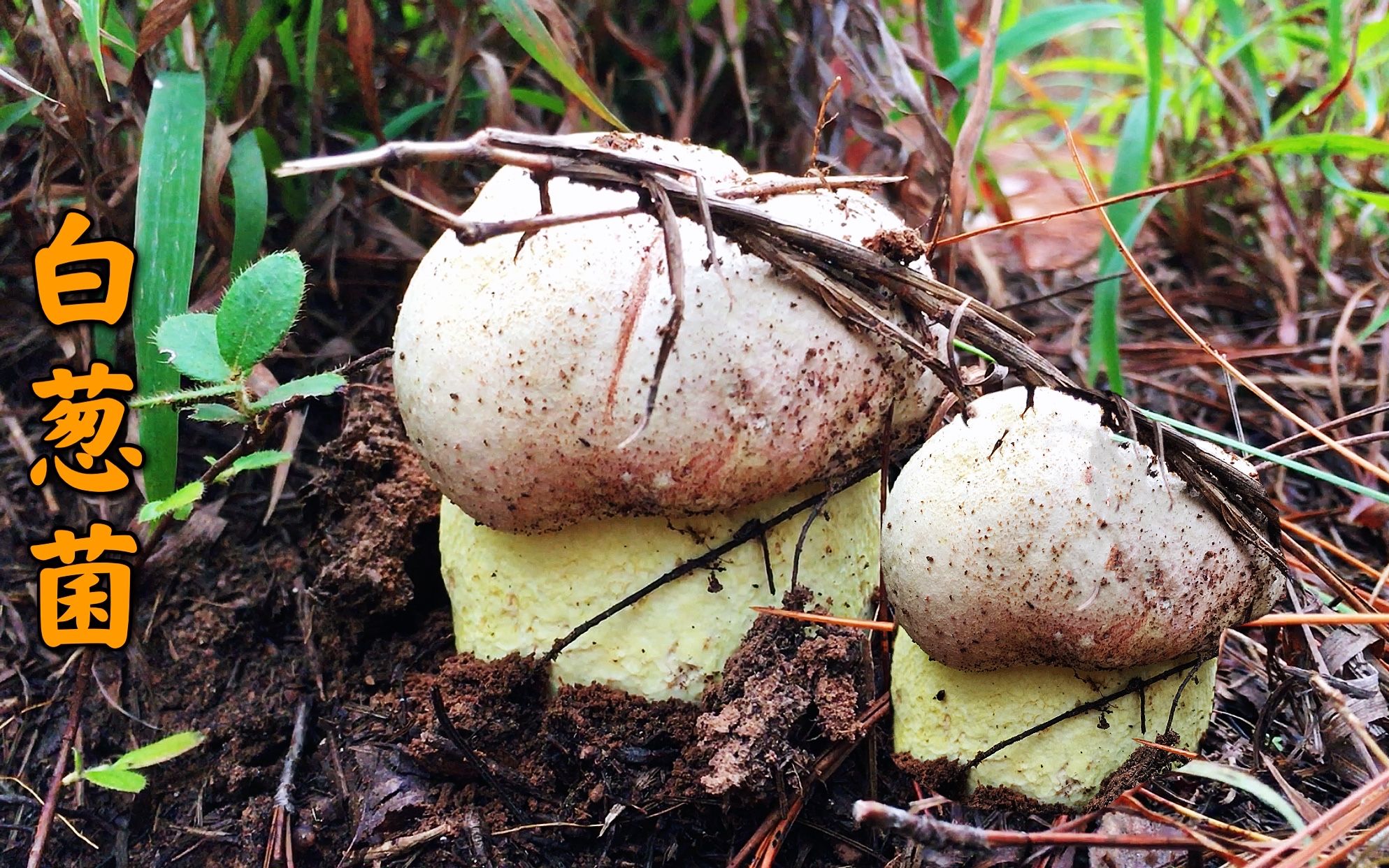 云南小伙独自进山采蘑菇,鲜嫩肥美的白葱菌一朵接一朵真过瘾,发财的