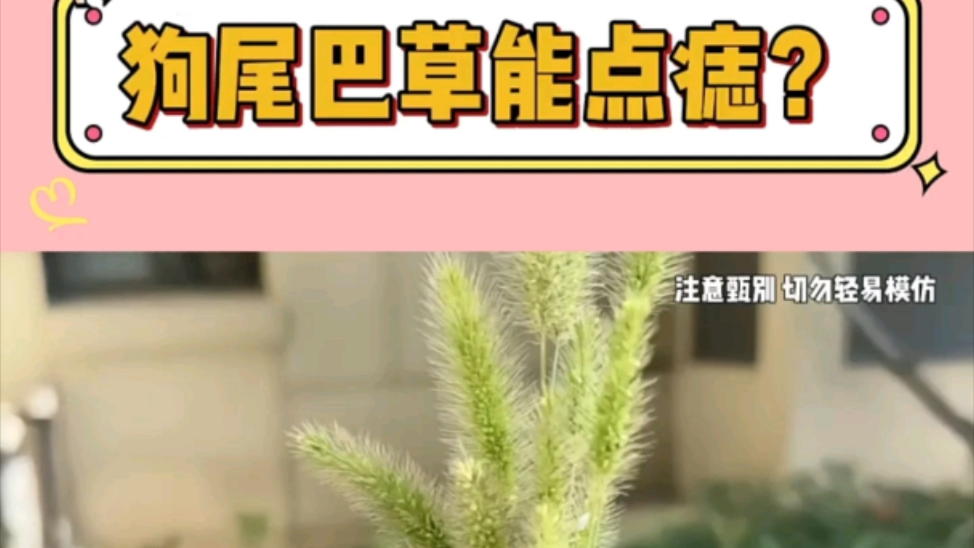 狗尾巴草居然还能点痣的吗?"狗尾巴草哔哩哔哩bilibili