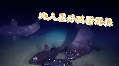 日本发现超2米长巨大深海鱼 身体黢黑 为食物张大嘴威胁其他鱼 哔哩哔哩