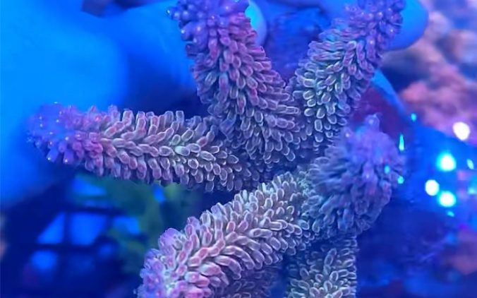 澳洲鹰爪硬骨珊瑚 好看.不知道好养不好养